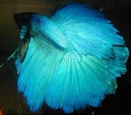 stevesiva62's profile picture. 