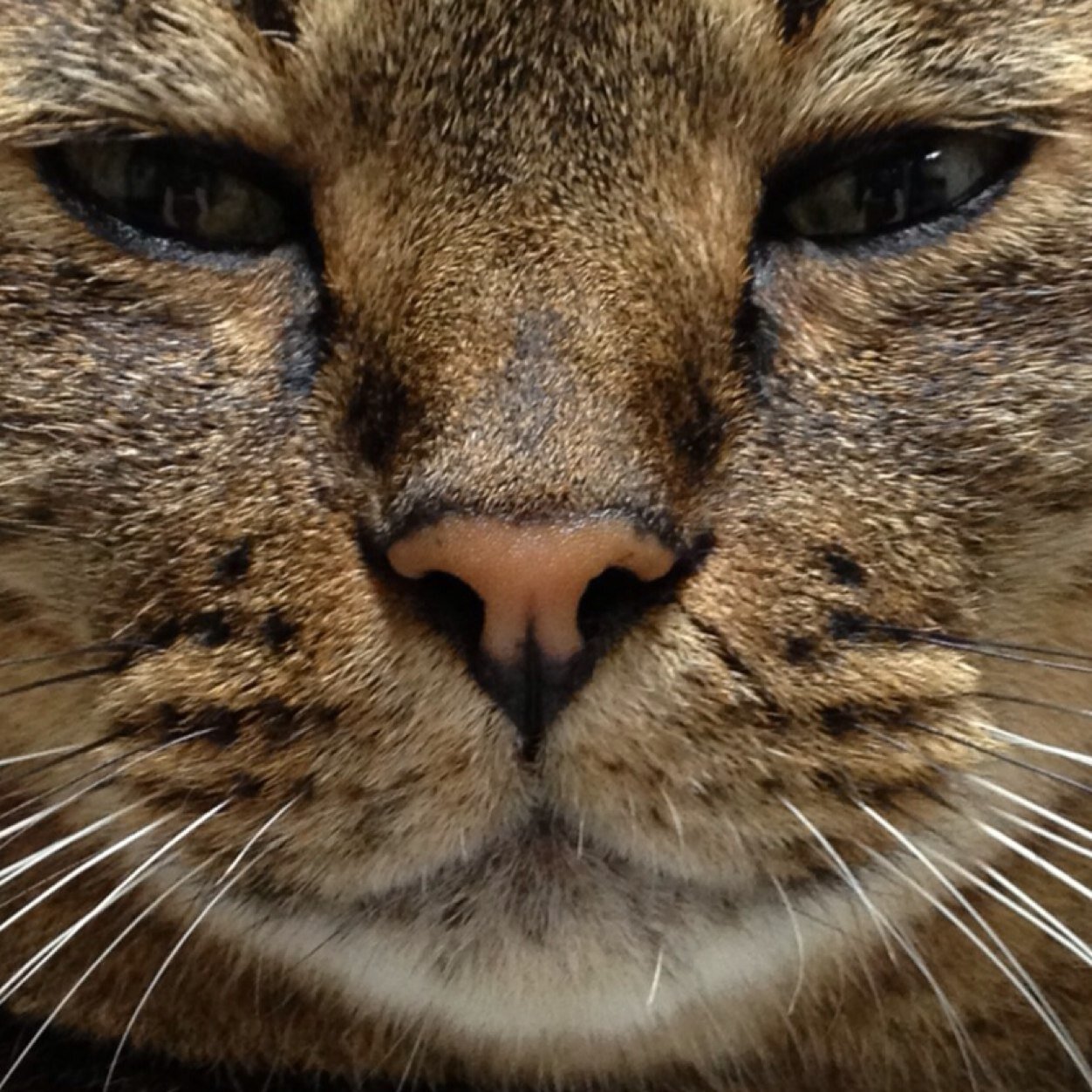 prussianblueY's profile picture. 滝澤 祐子     B型、蠍座、いのしし。