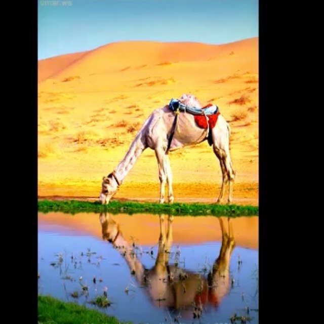 فكرت والمكتوب مافيه حيله--ليت الليالي علمتني بالأقدار