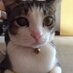 phoebe (@kittygoofy) Twitter profile photo
