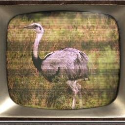 Sitio web y serie TV sobre fauna Uruguaya.