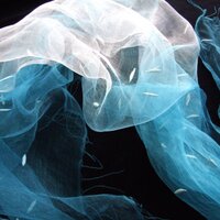 Isabella (@orchella49) 's Twitter Profile Photo