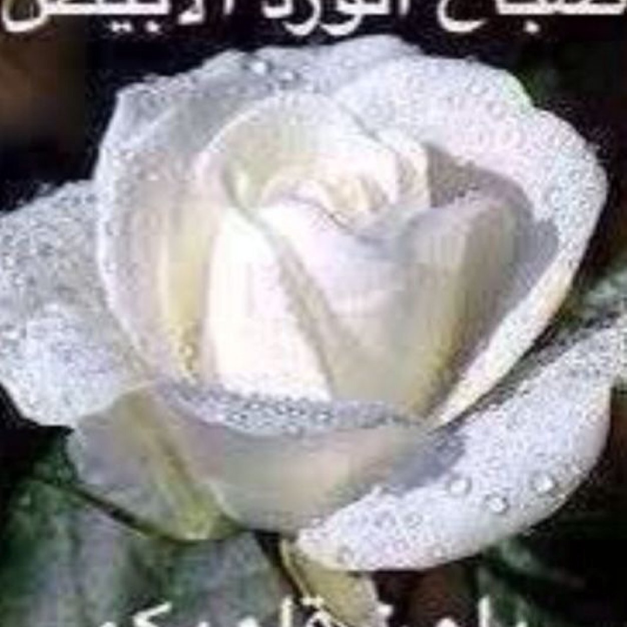 الحمد للرحمن منزل كتابه 
على البشر نور وهدايه وبرهان 

وامعلم الانسان علم الكتابه 
نون القلم بالحبر سطرٍ وعنوان