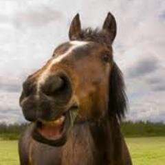 caballitodioso's profile picture. Soy un caballo negro con cuerpo de blanco- ICO ICO CABALLITO - Caballeando