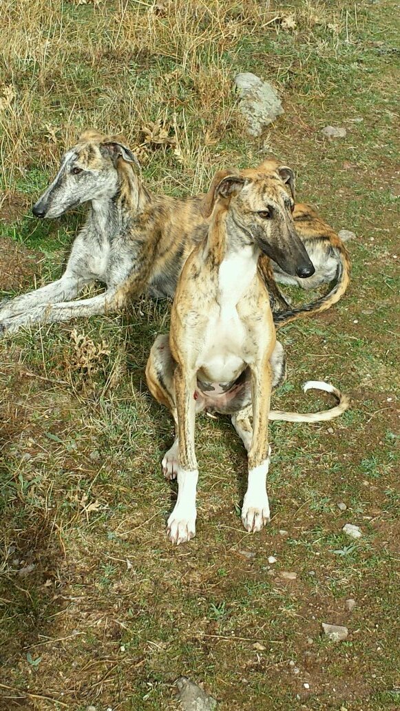 ivito80's profile picture. aficionado a la cría y caza de liebres con galgos