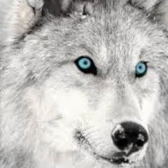 WolfJayGaming2's profile picture. Backup of original Original @WolfJayGaming please follow him and subscribe to his channel https://t.co/bmF7pKeLtv