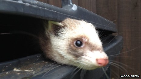 CyclingFerret's profile picture. Cycling loving ferret