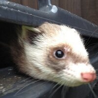 Cycling Ferret(@CyclingFerret) 's Twitter Profile Photo