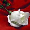 irma duarte - @irmgraciela - Twitter