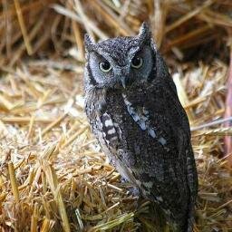 Woo! Woo! Names Pig.. «Ron's Owl» {Post Owl from Hogwarts Witchcraft and Wizardry} [#RP]