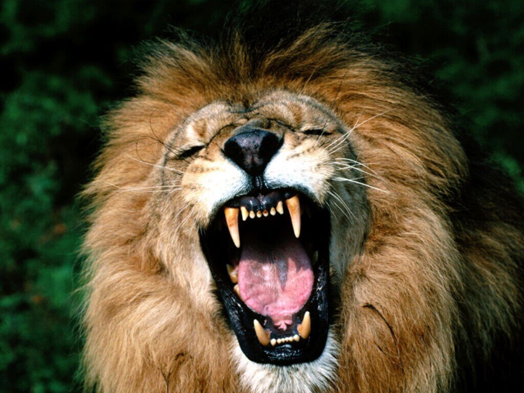 LionsCue Profile Picture