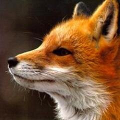 Auto Follow Back | Promoting others | #F4F | #TF_FollowTrain