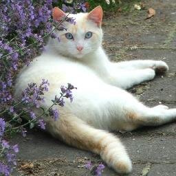 H..Hello. Im SwiftStorm. Im @FlamePelt's Friend, Looking for a mate, 11 moons old #Shecat #Shy # Fast