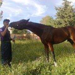 my horse