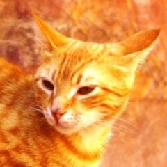 Doesn't like most cats. {Writer is @ThisIs_1212} {Mate:@TigerofDF} Hurt her & your dead! {Kits: @Starlingkit @SilverPelt_ @Stonekit2002} #Tom Killer inside.