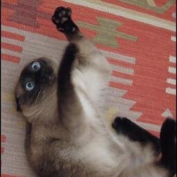 IceDito's profile picture. Fisioterapeuta frustrado y proyecto de psicólogo. El poder del oso habita en mi interior. Miembro del famoso #DuoSatanico y caballero de la orden Arranflanfla