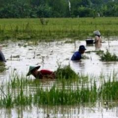 media_populis's profile picture. Mengabarkan I Mendidik I Membangun