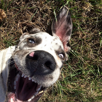 happy great dane