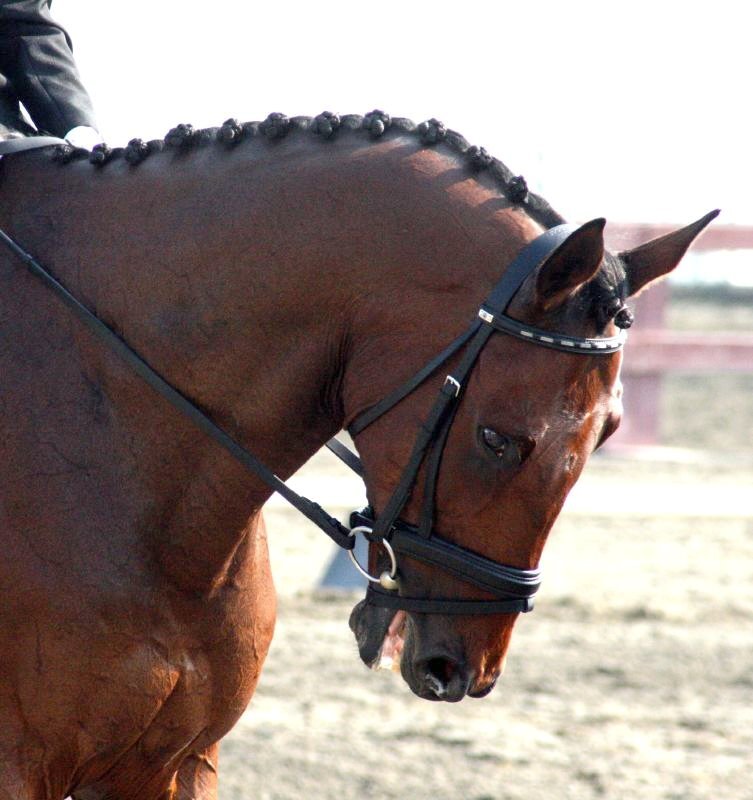 Bluegrass equine news, art, lifestyle & culture