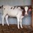 Aussiedairy's profile image