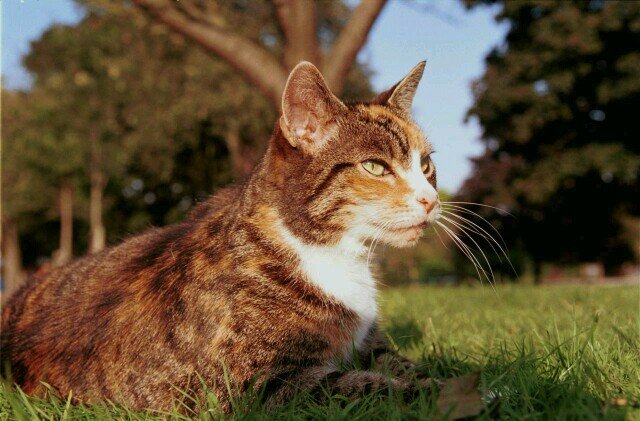 I'm a she-cat that looking for a clan!