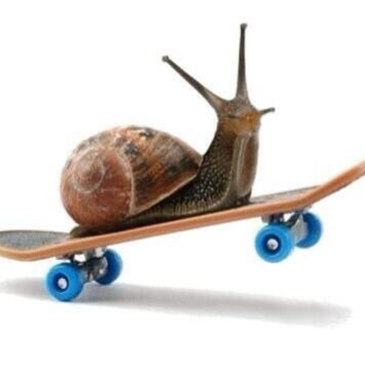 JUST A SNAIL LIVIN LIFE WITH HAPPINESS AND YOU SHOULD TOO BECAUSE I LOVE YOU