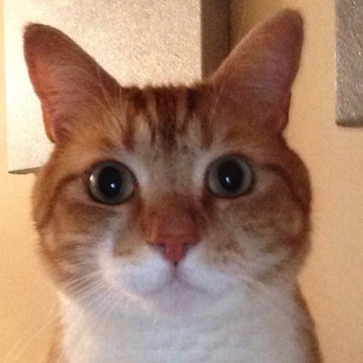 I'm Oliver. People say I'm ginger but I'm not, I'm a strawberry blonde. I live with my mum, my dad & 2 brothers! #teamfollowback #anipals #wlf