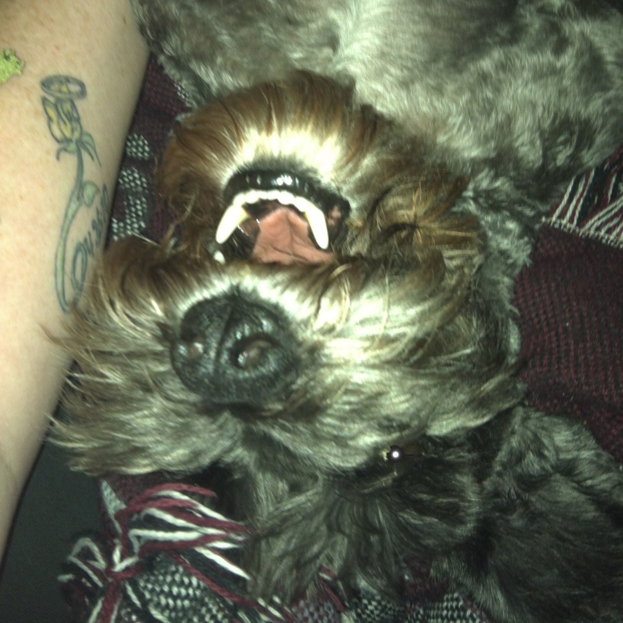 I'm a musician, a dart player, and a sometime world traveler. I love history, books, music, and my Mini Schnauzers.  Currently working on a masters in history.