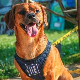 DaVinci is the Spokedog & Inspiration for The DaVinci Foundation for Animals. He Encourages and Embodies all that makes up a Furry Hero.
