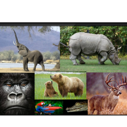 Documenting Animal Poaching at All Scales of Analysis Facebook: https://t.co/C1kup9IagJ NAP/VOTA: https://t.co/ZCWB4UBJpm Also see @nocattlerustlin