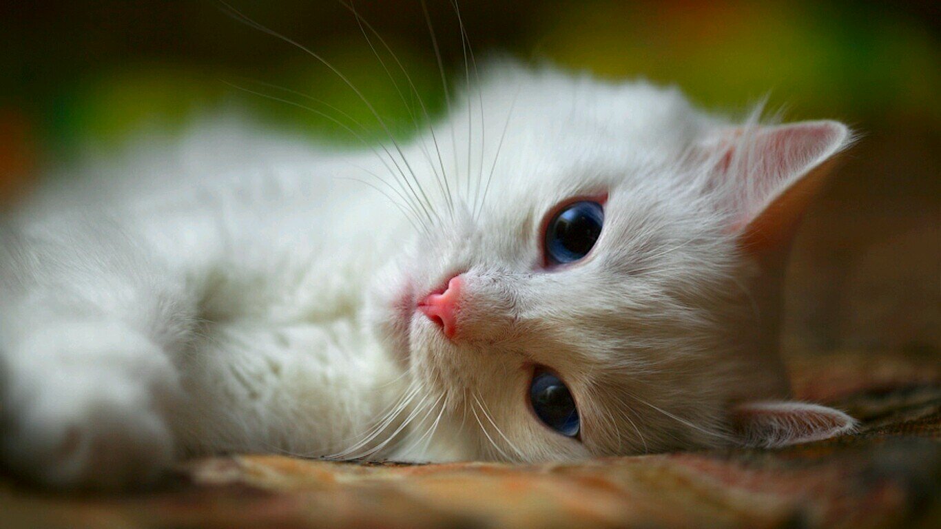 ~Name~Petalflower (Age Unknown) ♥Gender♥Female/ can be very gentle/ Very lonely... I live in a old wooden box under a hill.