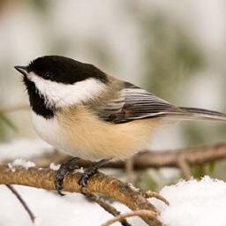 ourboldhero's profile picture. Wait here I have gone to get help