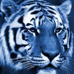 BlueTiger888's profile picture. IMPACT - ENGAGE - SHARE - CONNECT - CONVERT