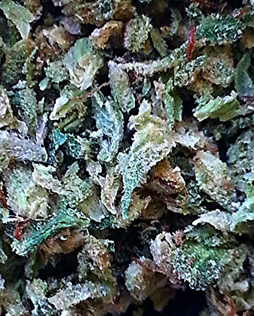 SWED...that's about it. #staylifted