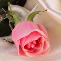 كويتيات (@kwit13) 's Twitter Profile