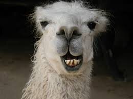 We sell Mattress for 25 Llama.
NO ALPACA
LLAMA ONLY
NO DUCK NEITHER