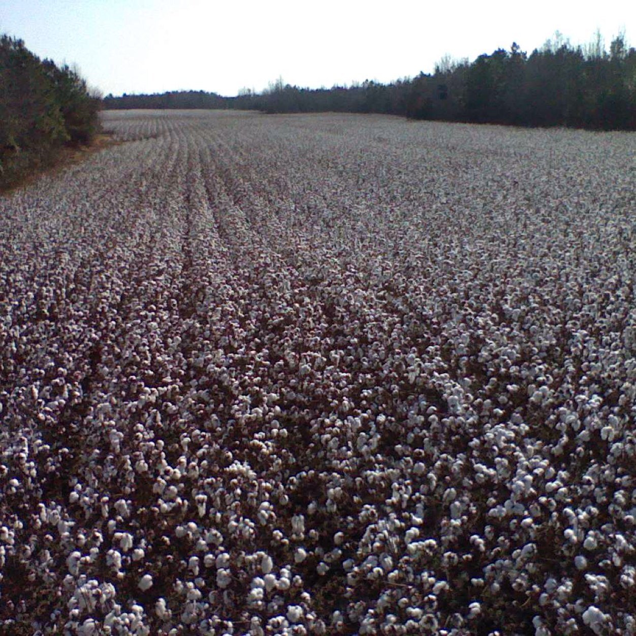 cotton,soybean,cattle,wheat,tobacco farmer-NE north carolina