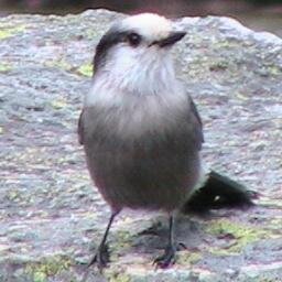 Hiker_Bryce's profile picture. free thinker appreciating the pureness of nature