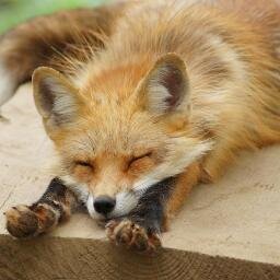 お揚げが大好きです。