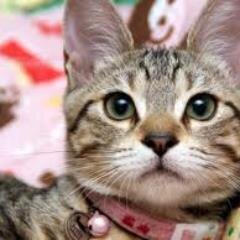 d__yellow's profile picture. 文鳥とセキセイインコを飼っています。仕事の疲れを癒してもらっています。動物大好きです。おもしろ雑学をつぶやきます。