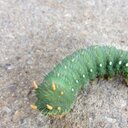 Brian Striker - @bstriker315 - Twitter