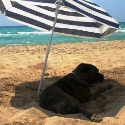 macmarali's profile picture. 