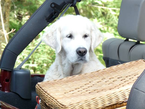 Where pet owners go. All the info, All the goods, and the ultimate resource for you as a pet owner.
