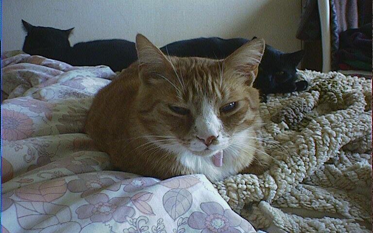 Angele_Pingnet's profile picture. Hello world !