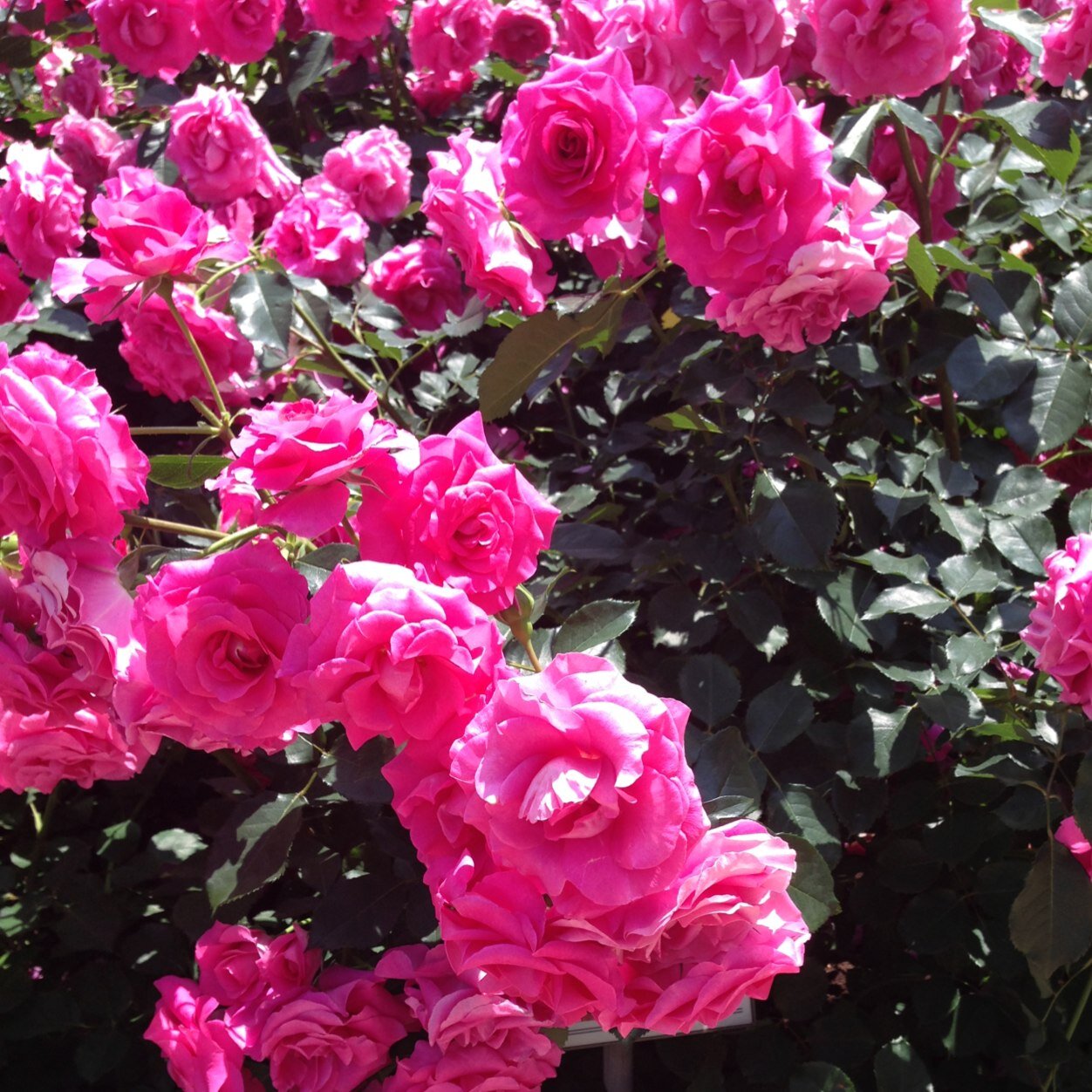 mmroonn's profile picture. GRANRODEO長く応援中。キュウソネコカミ・King Gnu・藤井風 最近はマルセイユ・太鵬、、お笑い好き