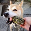 asato (@0510Asato) Twitter