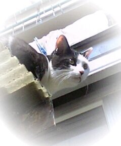 趣味、猫と戯れること。
特技、猫をかぶること。
