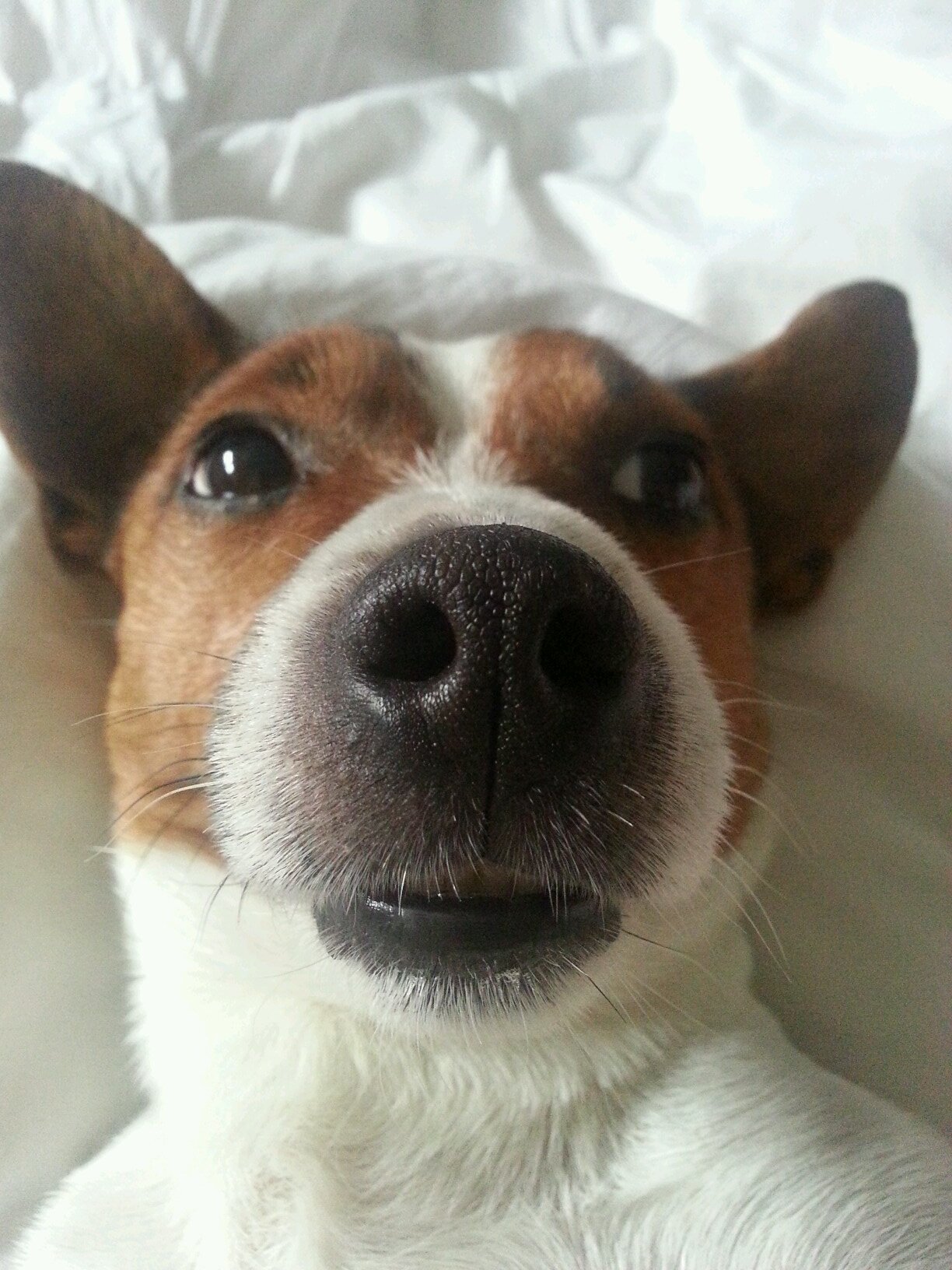 iLikeJackDaily's profile picture. I'm the most fabulous dog on this planet and I love to cuddle.