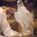 احمددد (@1975a_aa) Twitter