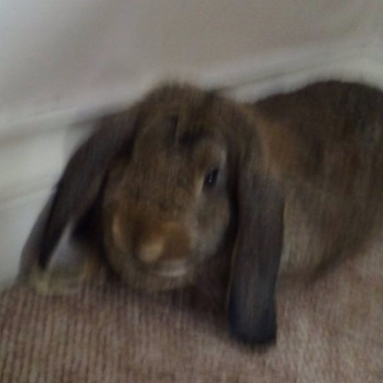 RioRabbit's profile picture. I hopped OTRB 3/4/14. Binky free beautiful boy xxx